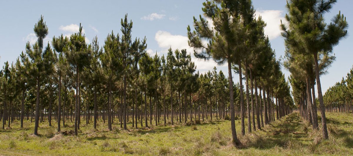 Plantación forestal de pinos en hileras