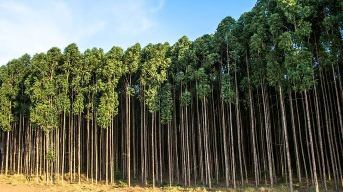 Plantación forestal de eucaliptos en hileras