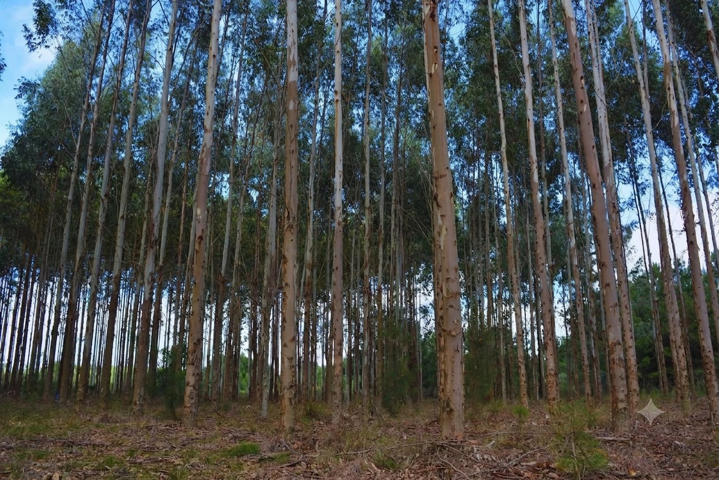 Plantación forestal de eucaliptos desarrollada por EnVerdeSer